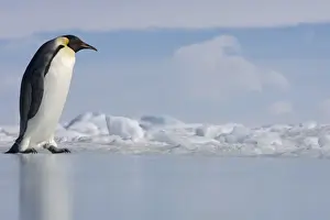 Antarctica Prints: Antarctica, Snow Hill Island, emperor penguin on ice, side view