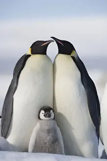 Antarctica Prints: Antarctica, Snow Hill Island, two emperor penguins with chick