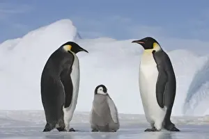 Antarctica, Snow Hill Island, two emperor penguins with chick