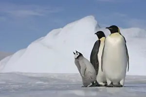 Paul Souders Photography Prints: Antarctica, Snow Hill Island, two emperor penguins with chick