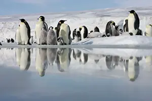 Antarctica Prints: Antarctica, Snow Hill Island, emperor penguins on ice