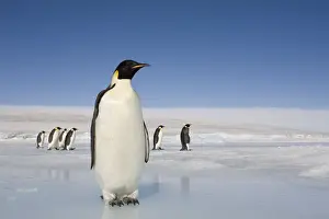 Penguin Prints: Antarctica, Snow Hill Island, emperor penguins on ice