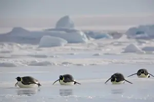 Penguin Prints: Antarctica, Snow Hill Island, emperor penguins lying on ice