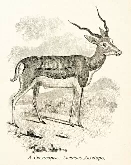 Images Dated 3rd April 2017: Antelope engraving 1803