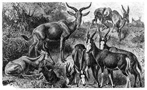 Balkans Prints: Antelope species