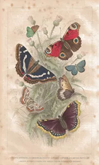 Images Dated 11th May 2012: Antenna, Antique, Butterfly, Camberwell Beauty, Illustration and Painting, Insect