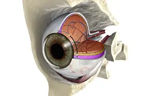 Skull Prints: Anterior angled view of the right eyeball exposed in the eye socket