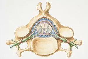 Images Dated 8th August 2006: Anterior cross section of spinal column revealing how vertebra fits round spinal cord