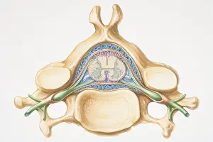 Cross Section Prints: Anterior cross section of spinal column revealing how vertebra fits round spinal cord