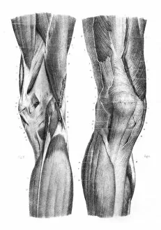Images Dated 24th May 2017: Anterior knee region anatomy engraving 1866
