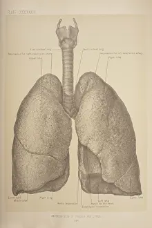 Press And Publishing Prints: Anterior View Of The Trachea & Lungs