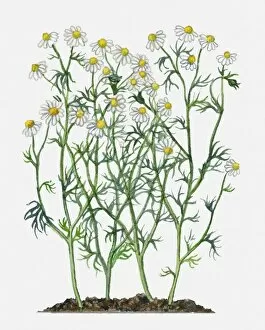 Images Dated 21st June 2010: Anthemis nobilis (Roman Camomile) with white flowers, yellow at centre