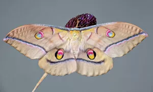 Insects On Earth Gallery: Silk Moths Collection