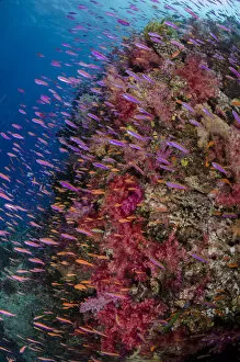 Images Dated 29th September 2016: Anthias (Pseudanthias squamipinnis) swimming close to coral reef, Fiji