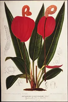 Anthurium