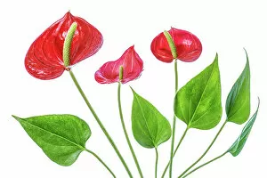 Images Dated 30th March 2018: Anthurium