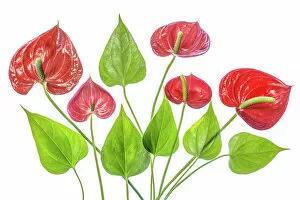 Images Dated 30th March 2018: Anthurium