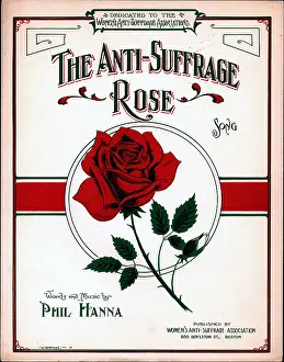 Anti-Suffrage Rose