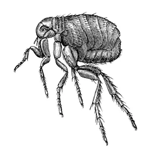 Classic Prints: Flea