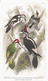 Woodpecker Gallery: Antique, Beak, Bird, Branch, Claw, Crest, Dendrocopos Minor, Feather, Great Spotted Woodpecker