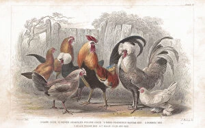 Formal Garden Collection: Antique, Beak, Bird, Chicken, Cockerel, Cockscomb, Crest, Domestic Animals, Fantail