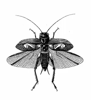 Insect Lithograph Prints: Antique biology zoology image: Gryllus campestris