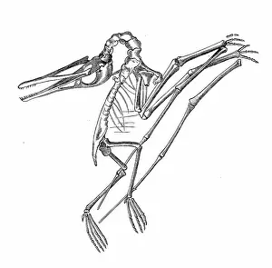 Antique biology zoology image: Pterodactylus elegans