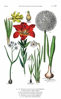 Antique Botanical Engraving, History of the Plant Kingdom, Victorian Botanical Illustration, Plate 34, Circa 1853