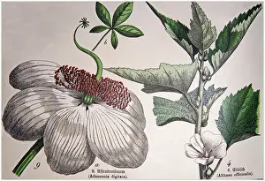 Flower Head Prints: Antique Botanical lithograhs. (9) Adansonia digitata