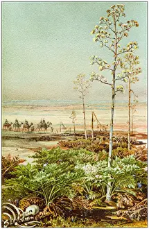 Umbelliferae Prints: Antique botany illustration: Apiaceae or Umbelliferae