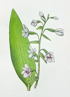 Leaved Prints: Antique botany illustration: Broad Leaved Helleborine, Epipactis latifolia