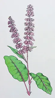 Antique botany illustration: Curled Dock, Rumex crispus
