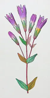Antique botany illustration: Felwort, Gentiana germanica
