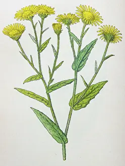 Antique botany illustration: Fleabane, Pulicaria dysenterica
