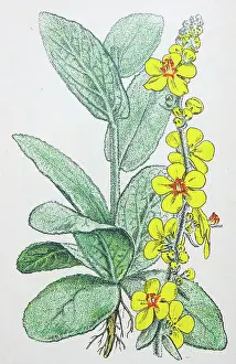 Antique botany illustration: Great Mullein, Verbascum thapsus