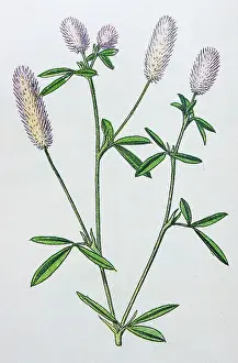 Antique botany illustration: Hares foot trefoil, Trifolium arvense