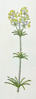 Antique botany illustration: Hedge Bedstraw, Galium Mollugo