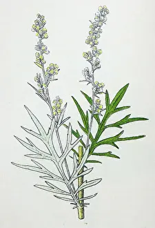 Antique botany illustration: Mugwort, Artemisia vulgaris