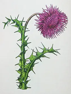 Antique botany illustration: Musk Thistle, Carduus nutans