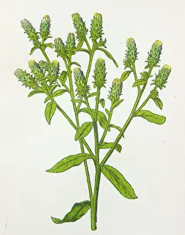Antique botany illustration: Ploughman's Spikenard, Inula Conyza