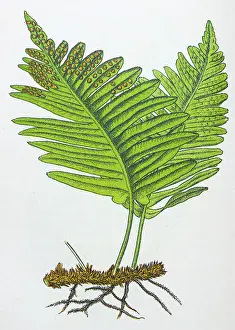 Vulgare Prints: Antique botany illustration: Polypody Fern, Polypodium vulgare
