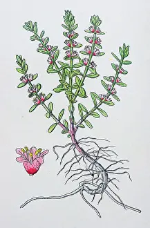 Milkwort Prints: Antique botany illustration: Sea Milkwort, Glaux maritima