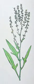 Antique botany illustration: Sheep's Sorrel, Rumex acetosella