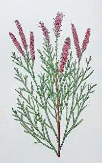 Antique botany illustration: Tamarisk, Tamarix Gallica