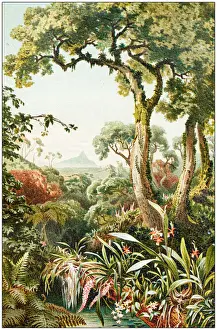 Antique botany illustration: Tropical parasitic plants