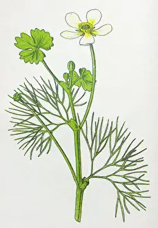 Crowfoot Prints: Antique botany illustration: Water Fennel, Water Crowfoot, Ranunculus trichophyllus