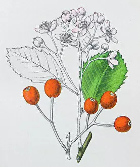 Beam Gallery: Antique botany illustration: White beam, Pyrus aria
