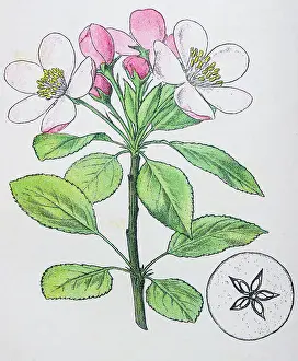 Pyrus Prints: Antique botany illustration: Wild Apple, Crab, Pyrus Malus