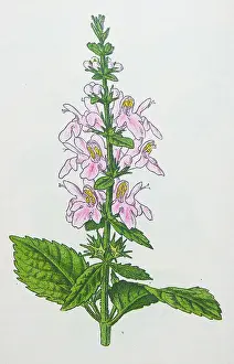 Woundwort Prints: Antique botany illustration: Woundwort, Stachys sylvatica