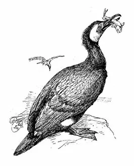 Images Dated 27th February 2018: Antique children book illustrations: Cormorant